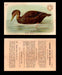 1904 Arm & Hammer Game Bird Series Vintage Trading Cards Singles #1-30 #23 Black Duck  - TvMovieCards.com
