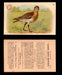 1904 Arm & Hammer Game Bird Series Vintage Trading Cards Singles #1-30 #6 American Golden Plover  - TvMovieCards.com