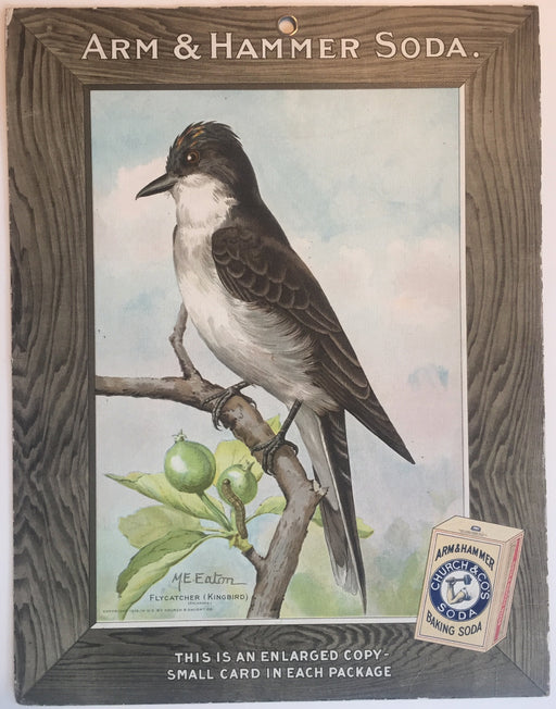 Birds - Arm & Hammer Advertising Store Display Card Sign - Flycatcher (Kingbird)   - TvMovieCards.com