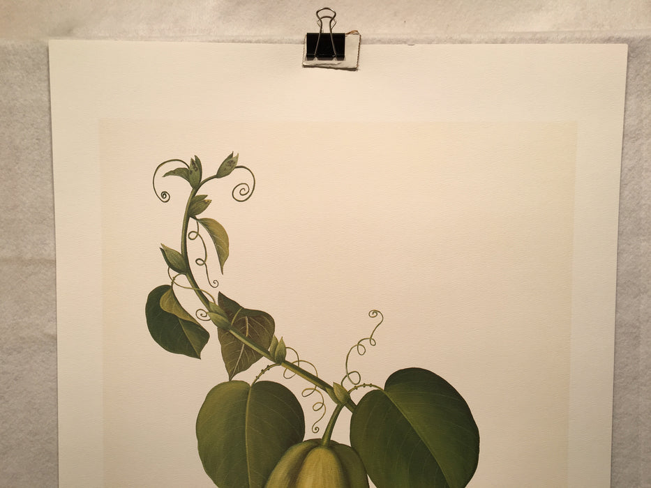 E.R. Saal "Gourd" Limited Edition Lithograph Print Java Collection   - TvMovieCards.com