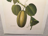 E.R. Saal "Gourd" Limited Edition Lithograph Print Java Collection   - TvMovieCards.com