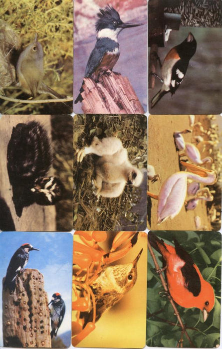 Birds - Colorful Birds of North America 42 Vintage Card Lot by Traindex 1947   - TvMovieCards.com