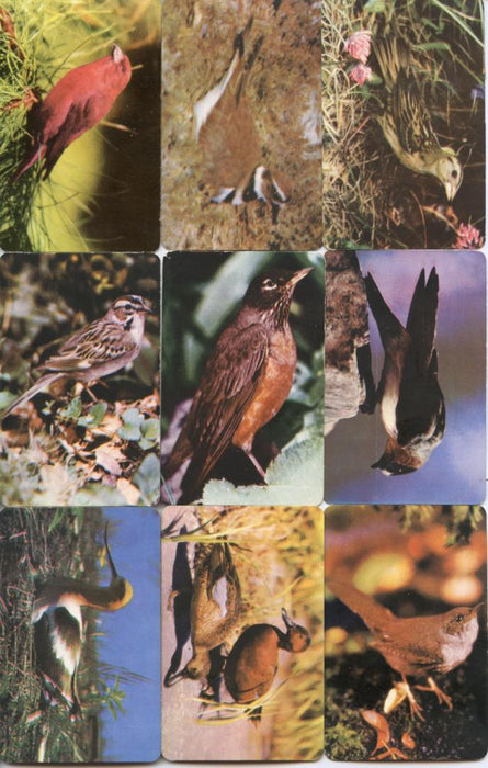 Birds - Colorful Birds of North America 42 Vintage Card Lot by Traindex 1947   - TvMovieCards.com