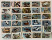 Useful Birds of America 4th 30 Small Variant Card Set Church Dwight Soda logo J- - TvMovieCards.com