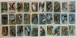 Useful Birds of America 4th 30 Small Variant Card Set Church Dwight J-8   - TvMovieCards.com