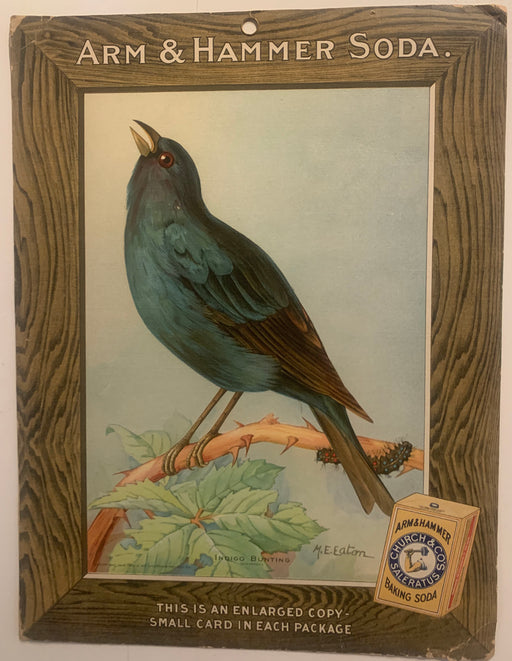 Birds - Arm & Hammer Advertising Store Display Card Sign - Indigo Bunting J5   - TvMovieCards.com