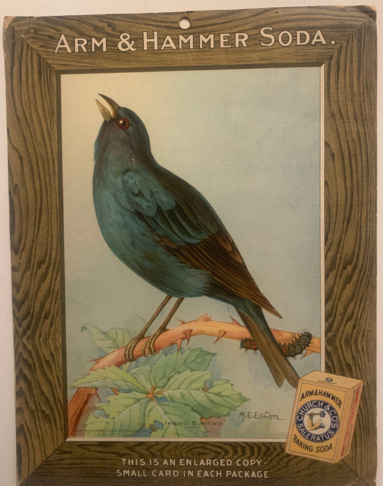 Birds - Arm & Hammer Advertising Store Display Card Sign - Indigo Bunting J5   - TvMovieCards.com