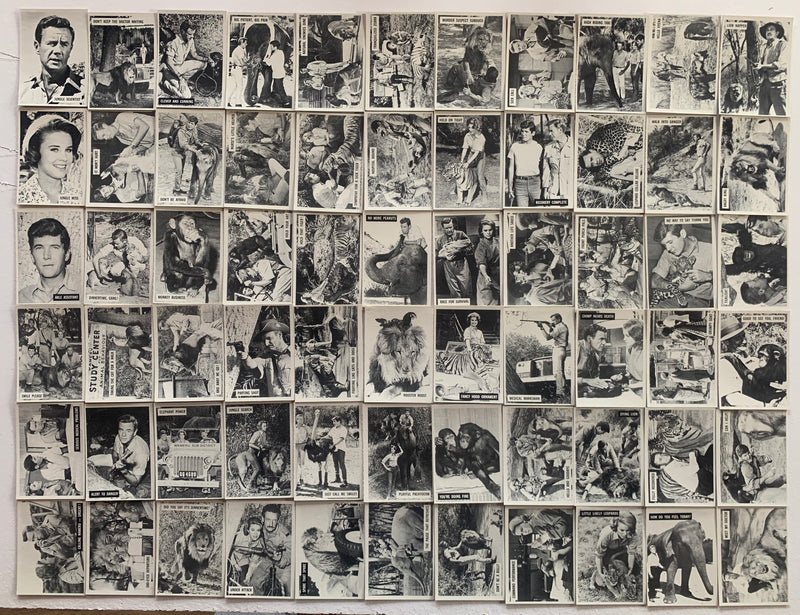 1966 Philadelphia Gum Daktari Complete Card Set 66 Cards #1-66 NM Vintage TV Cla - TvMovieCards.com