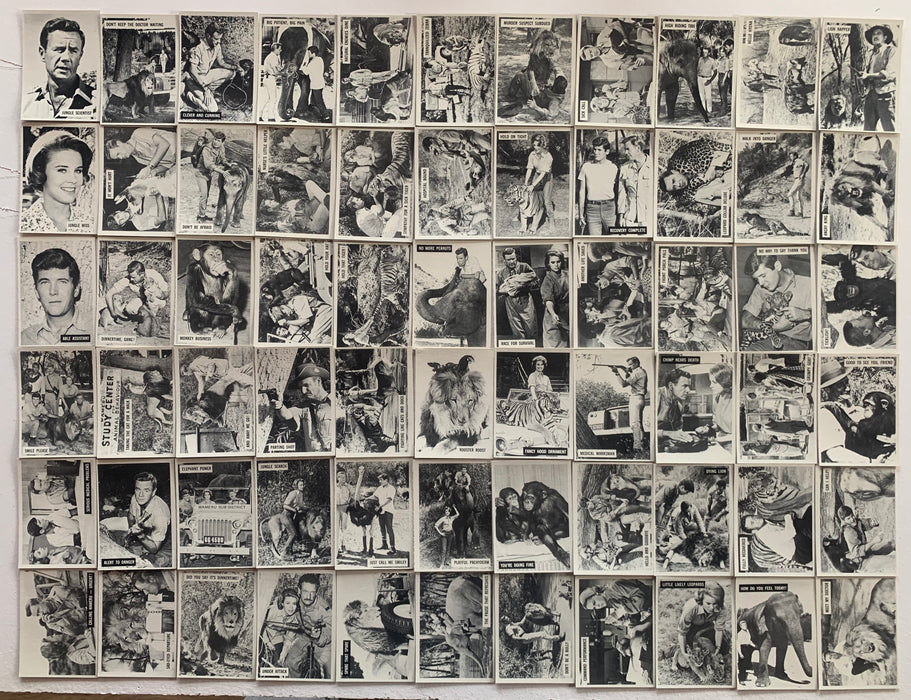 1966 Philadelphia Gum Daktari Complete Card Set 66 Cards #1-66 NM Vintage TV Clarence - TvMovieCards.com