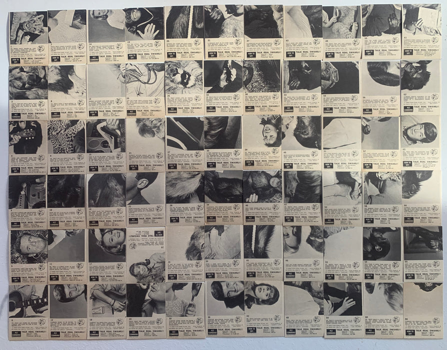 1966 Philadelphia Gum Daktari Complete Card Set 66 Cards #1-66 NM Vintage TV Clarence - TvMovieCards.com