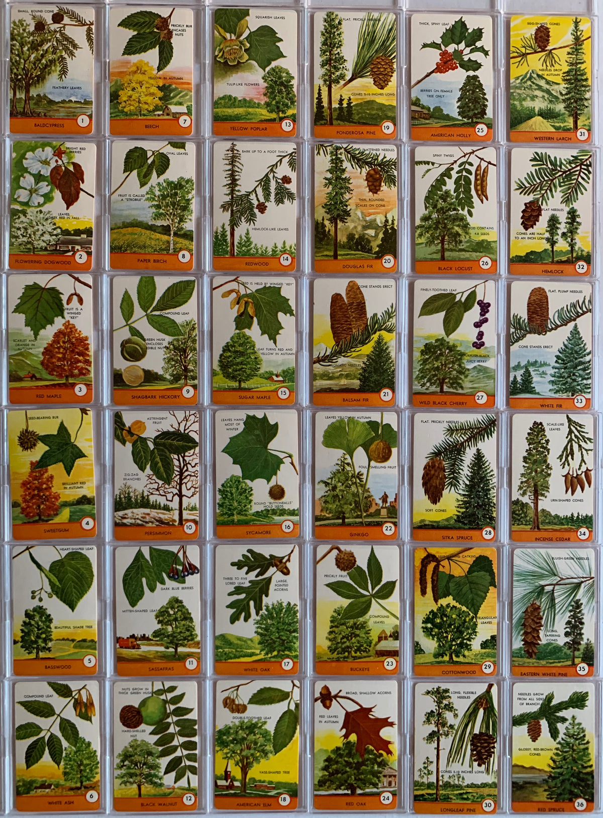 Tree Spotter Vintage Boxed Card Set 36 Quiz Cards Ed.U.Cards 1962 ...