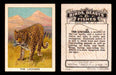 1923 Birds, Beasts, Fishes C1 Imperial Tobacco Vintage Trading Cards Singles #10 The Leopard  - TvMovieCards.com