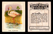 1923 Birds, Beasts, Fishes C1 Imperial Tobacco Vintage Trading Cards Singles #11 The Flamingo  - TvMovieCards.com