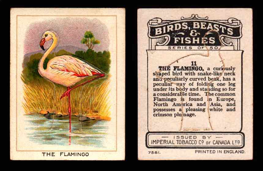 1923 Birds, Beasts, Fishes C1 Imperial Tobacco Vintage Trading Cards Singles #11 The Flamingo  - TvMovieCards.com