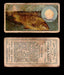 1910 Fish and Bait Imperial Tobacco Vintage Trading Cards You Pick Singles #1-50 #11 The Carp  - TvMovieCards.com
