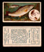 1910 Fish and Bait Imperial Tobacco Vintage Trading Cards You Pick Singles #1-50 #12 The Brown Trout  - TvMovieCards.com