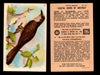 Birds - Useful Birds of America 5th Series You Pick Singles Church & Dwight J-9 #12 Black-billed Cuckoo  - TvMovieCards.com