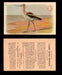 1904 Arm & Hammer Game Bird Series Vintage Trading Cards Singles #1-30 #13 American Avocet  - TvMovieCards.com