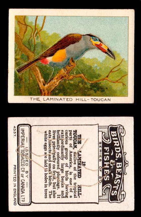 1923 Birds, Beasts, Fishes C1 Imperial Tobacco Vintage Trading Cards Singles #13 The Laminated Hill-Toucan  - TvMovieCards.com