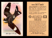 Birds - Useful Birds of America 10th Series You Pick Singles Church & Dwight J-9 #13 Night Hawk  - TvMovieCards.com