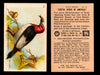 Birds - Useful Birds of America 6th Series You Pick Singles Church & Dwight J-9 #13 Red-headed Woodpecker  - TvMovieCards.com