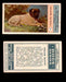 1924 Dogs Series Imperial Tobacco Vintage Trading Cards U Pick Singles #1-24 #13 English Mastiff  - TvMovieCards.com