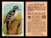 Birds - Useful Birds of America 5th Series You Pick Singles Church & Dwight J-9 #13 Downy Woodpecker  - TvMovieCards.com