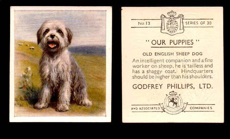 1936 Godfrey Phillips "Our Puppies" Tobacco You Pick Singles Trading Cards #1-30 #13 Old English Sheep Dog  - TvMovieCards.com
