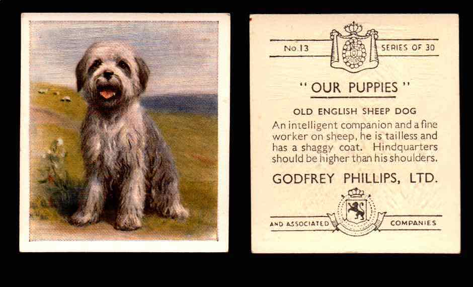 1936 Godfrey Phillips "Our Puppies" Tobacco You Pick Singles Trading Cards #1-30 #13 Old English Sheep Dog  - TvMovieCards.com
