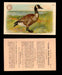 1904 Arm & Hammer Game Bird Series Vintage Trading Cards Singles #1-30 #14 Canada Goose  - TvMovieCards.com