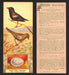 1924 Patterson's Bird Chocolate Vintage Trading Cards U Pick Singles #1-46 14 Blackbird - Red-Winged  - TvMovieCards.com