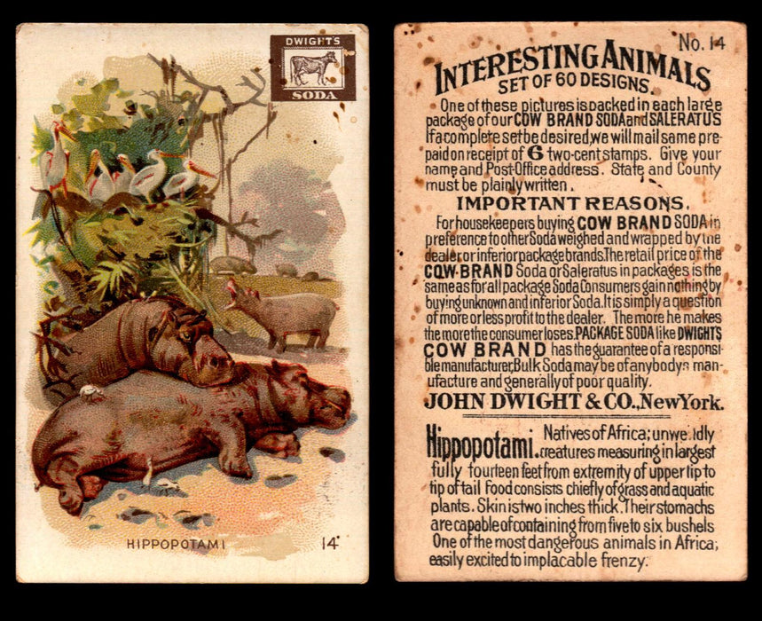 Interesting Animals You Pick Single Card #1-60 1892 J10 Church Arm & Hammer #14 Hippopotami Dwight Soda Damaged  - TvMovieCards.com