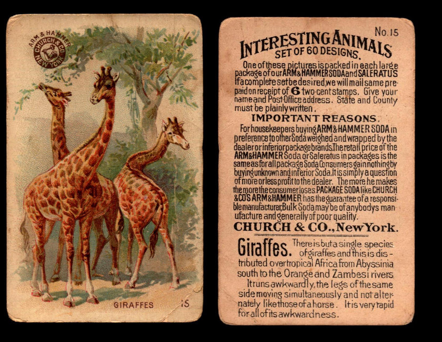 Interesting Animals You Pick Single Card #1-60 1892 J10 Church Arm & Hammer #15 Giraffes  - TvMovieCards.com
