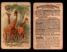 Interesting Animals You Pick Single Card #1-60 1892 J10 Church Arm & Hammer #15 Giraffes  - TvMovieCards.com