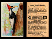 Birds - Useful Birds of America 7th Series You Pick Singles Church & Dwight J-9 #15 Ivory-billed Woodpecker  - TvMovieCards.com