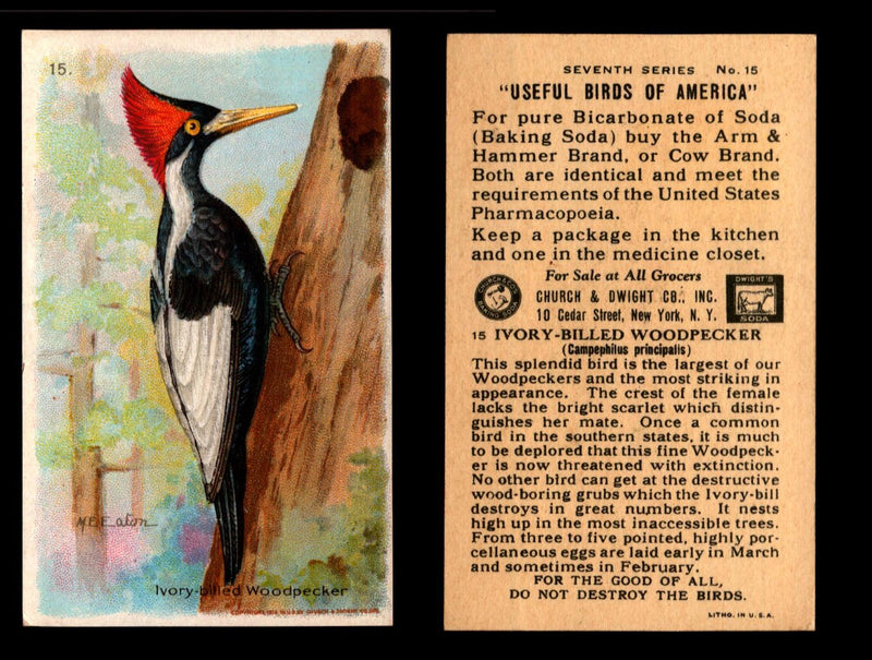 Birds - Useful Birds of America 7th Series You Pick Singles Church & Dwight J-9 #15 Ivory-billed Woodpecker  - TvMovieCards.com
