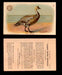 1904 Arm & Hammer Game Bird Series Vintage Trading Cards Singles #1-30 #15 Blue Goose  - TvMovieCards.com