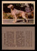 1957 Dogs Premiere Oak Man. R-724-4 Vintage Trading Cards You Pick Singles #1-42 #16 English Setter  - TvMovieCards.com