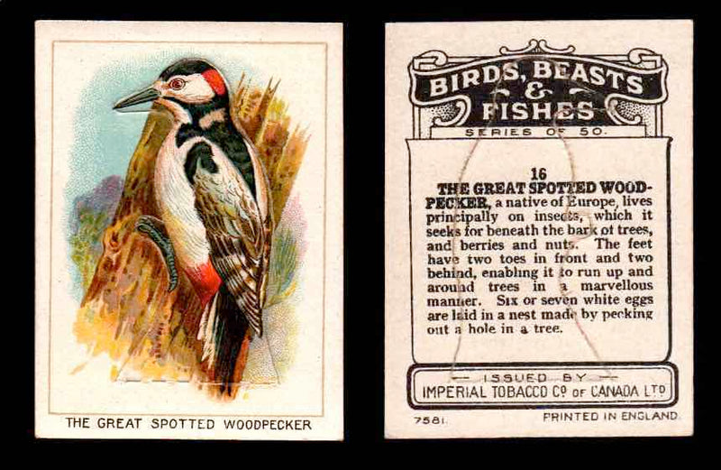 1923 Birds, Beasts, Fishes C1 Imperial Tobacco Vintage Trading Cards Singles #16 The Great Spotted Woodpecker  - TvMovieCards.com