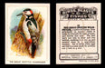 1923 Birds, Beasts, Fishes C1 Imperial Tobacco Vintage Trading Cards Singles #16 The Great Spotted Woodpecker  - TvMovieCards.com