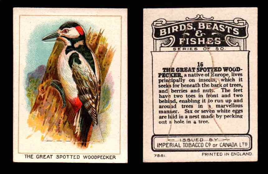 1923 Birds, Beasts, Fishes C1 Imperial Tobacco Vintage Trading Cards Singles #16 The Great Spotted Woodpecker  - TvMovieCards.com