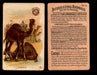 Interesting Animals You Pick Single Card #1-60 1892 J10 Church Arm & Hammer #16 Camels  - TvMovieCards.com
