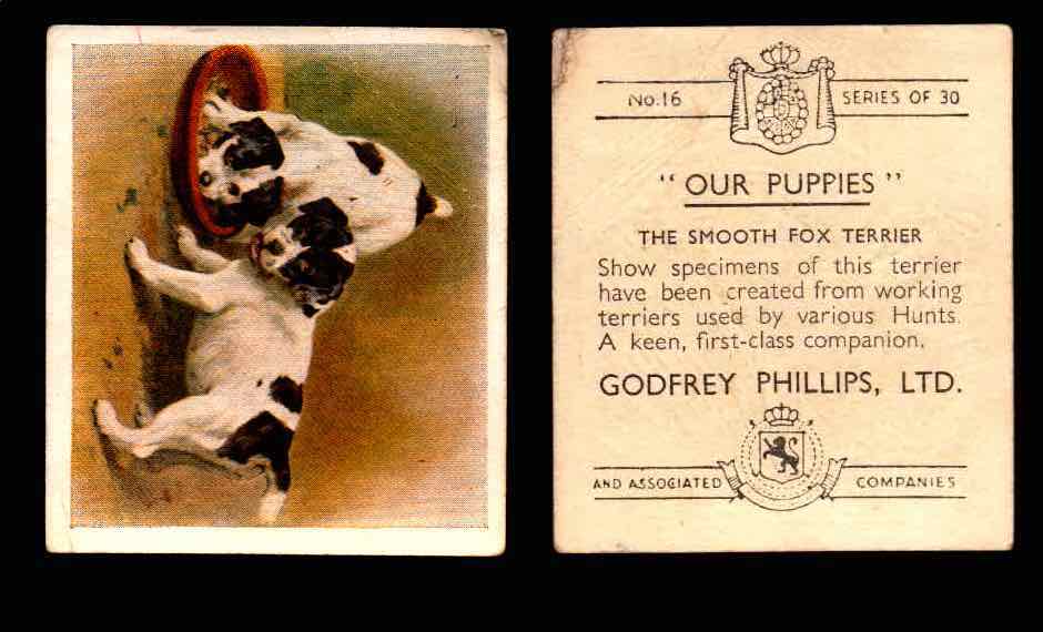 1936 Godfrey Phillips "Our Puppies" Tobacco You Pick Singles Trading Cards #1-30 #16 The Smooth Fox Terrier  - TvMovieCards.com