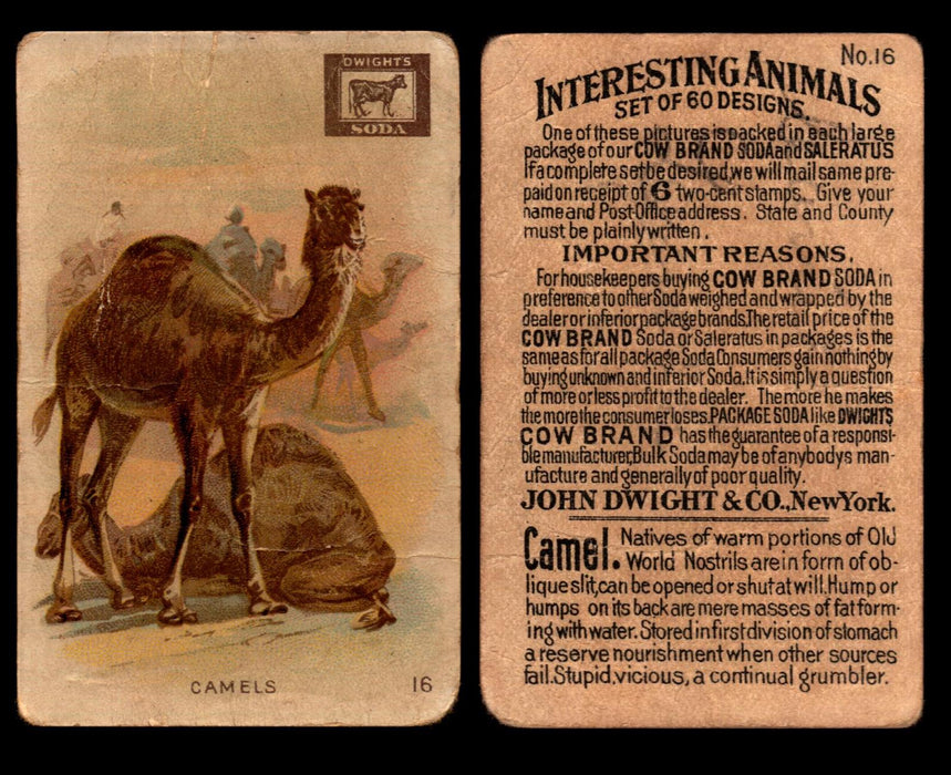 Interesting Animals You Pick Single Card #1-60 1892 J10 Church Arm & Hammer #16 Camels Dwight Soda  - TvMovieCards.com