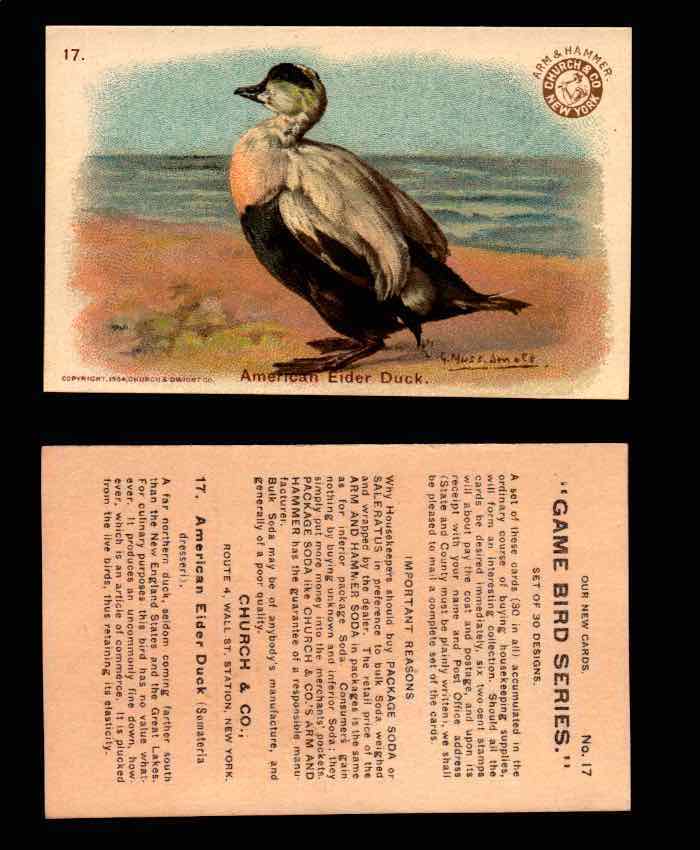 1904 Arm & Hammer Game Bird Series Vintage Trading Cards Singles #1-30 #17 American Eider Duck  - TvMovieCards.com