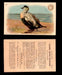 1904 Arm & Hammer Game Bird Series Vintage Trading Cards Singles #1-30 #17 American Eider Duck  - TvMovieCards.com