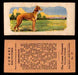 1929 V13 Cowans Dog Pictures Vintage Trading Cards You Pick Singles #1-24 #17 Greyhound  - TvMovieCards.com
