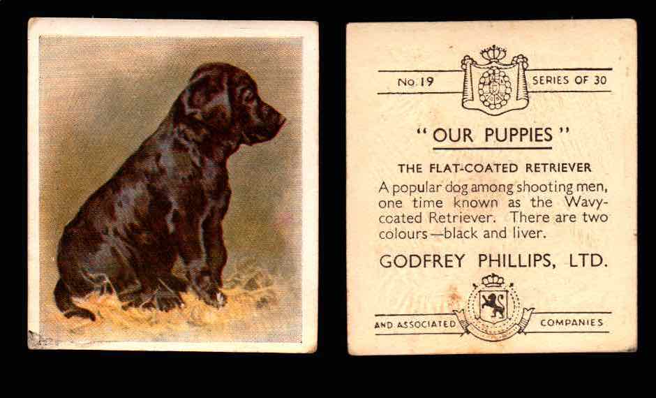 1936 Godfrey Phillips "Our Puppies" Tobacco You Pick Singles Trading Cards #1-30 #19 The Flat-Coated Retriever  - TvMovieCards.com