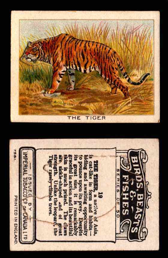 1923 Birds, Beasts, Fishes C1 Imperial Tobacco Vintage Trading Cards Singles #19 The Tiger  - TvMovieCards.com