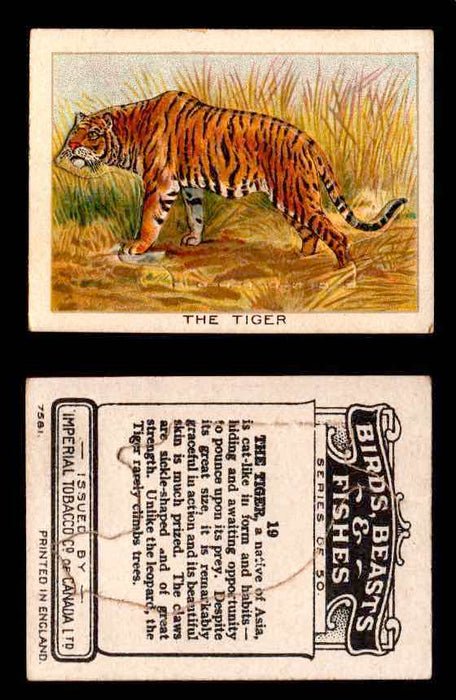 1923 Birds, Beasts, Fishes C1 Imperial Tobacco Vintage Trading Cards Singles #19 The Tiger  - TvMovieCards.com